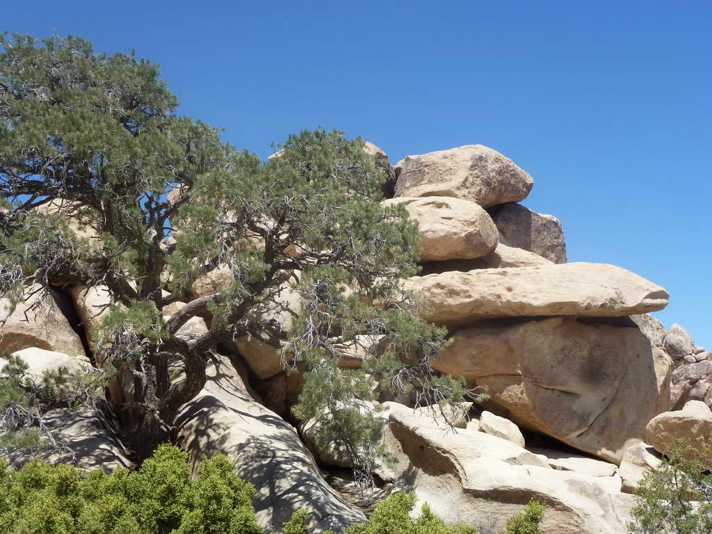 Joshua Tree National Park